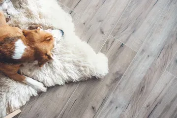 A large dog resting on scratch-resistant luxury vinyl plank flooring in a bright North Carolina living room